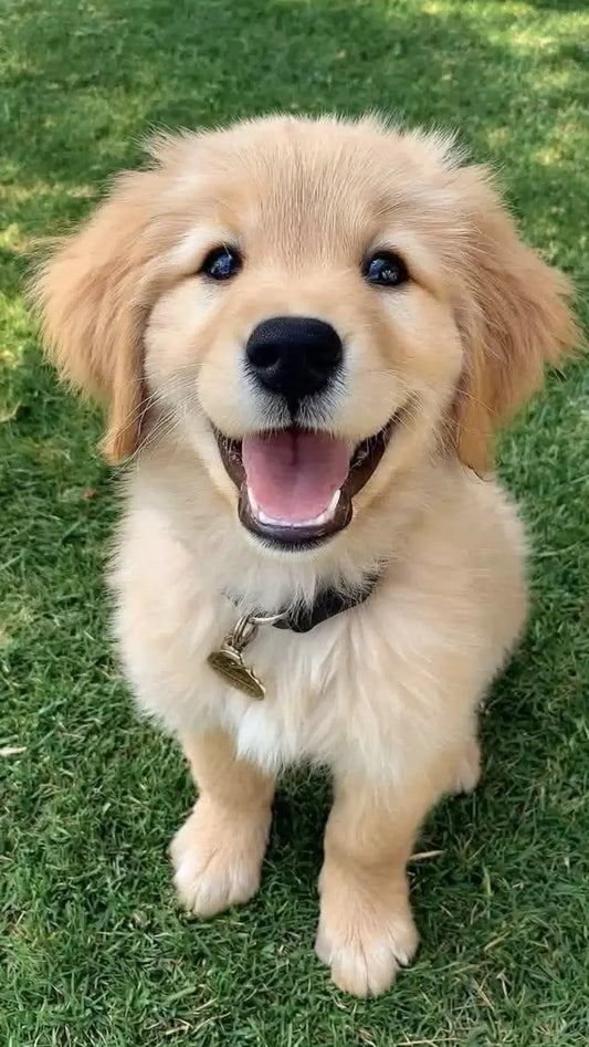 Custom pet jumpers australia